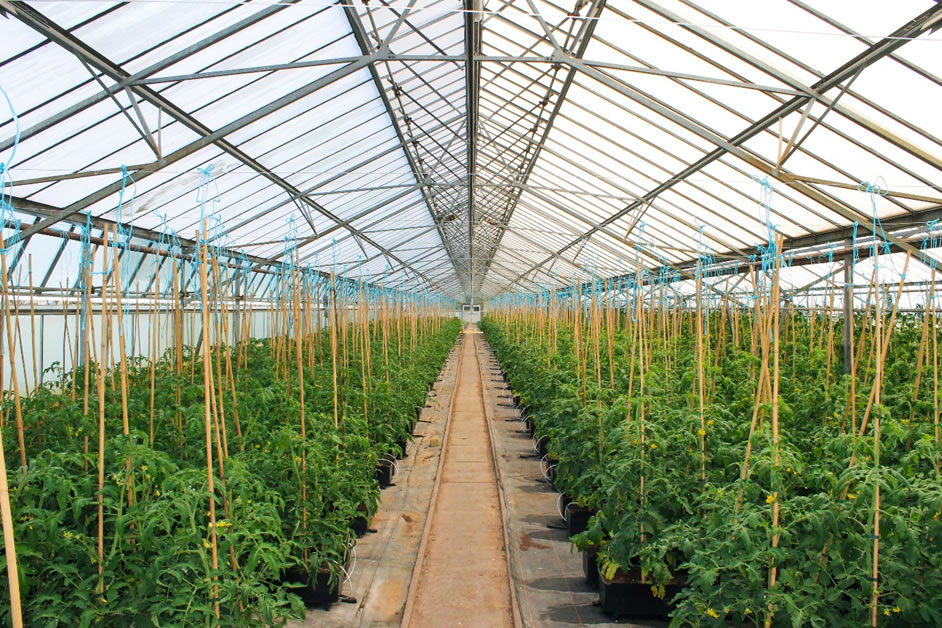 Treibhaus mit Tomatenpflanzen